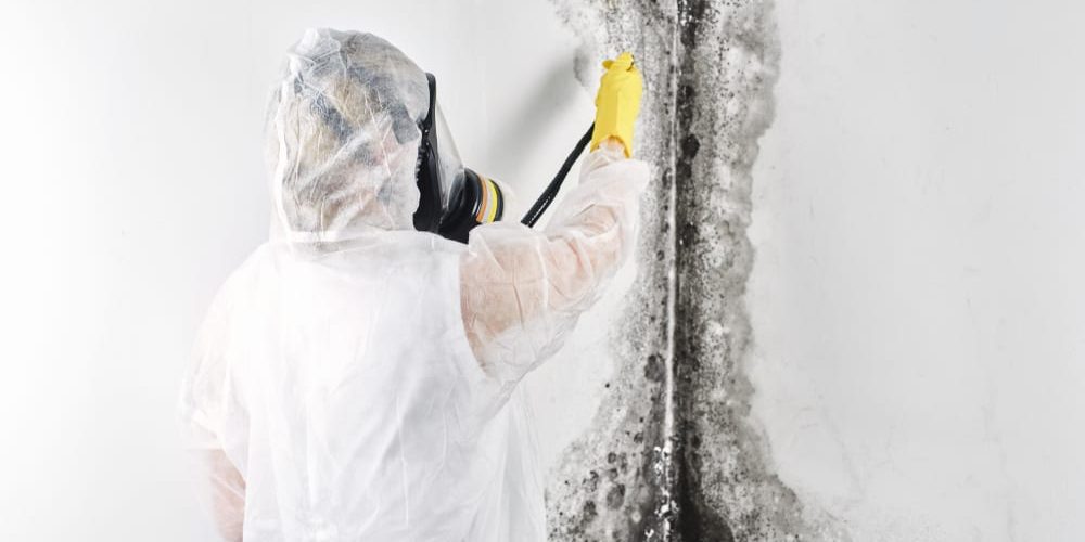 When Do I Hire a Professional Mold Removal Company for My Mold Problem?