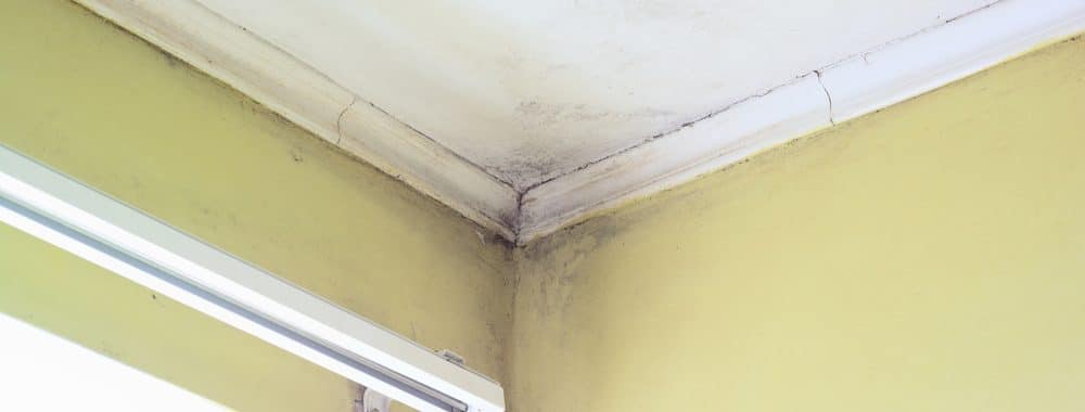 Tips to keep home free of mold by Mcmahon