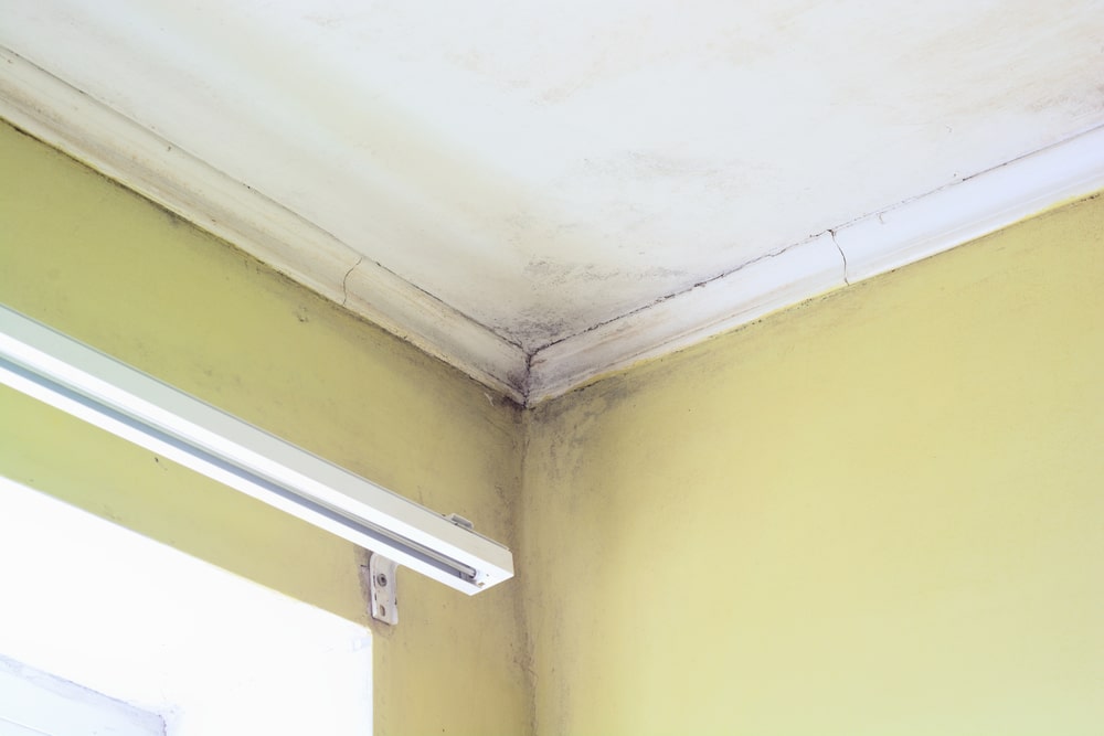 How to Keep Your Home Mold Free