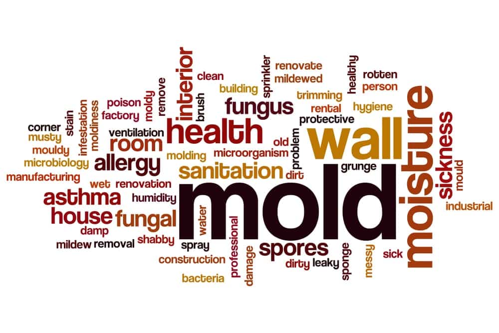 Where Does Mold Like to Hide in Commercial Buildings? Let’s Take a Look at these Common Spots.