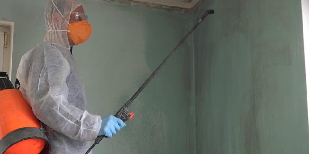 All About Mold Remediation – What It Is, When You Need It, and Who Can Do It