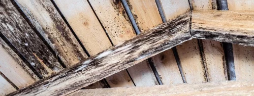 Should I Remove Mold from My Attic Right Away?