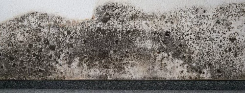 Mold and Mildew – How Can You Tell the Difference?