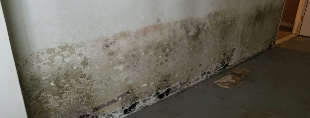 Can Mold in Your Basement Affect Your Health Upstairs?