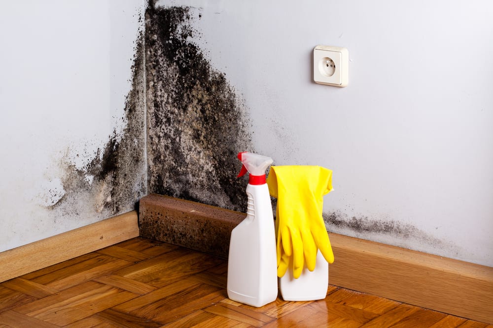 Let’s talk about the Dealing with Household Mold and when to Call a Professional Mold Removal Company