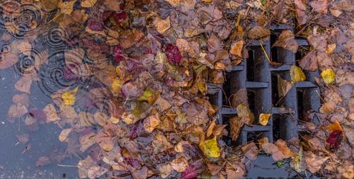 storm drain clogged by leaves causing water backup