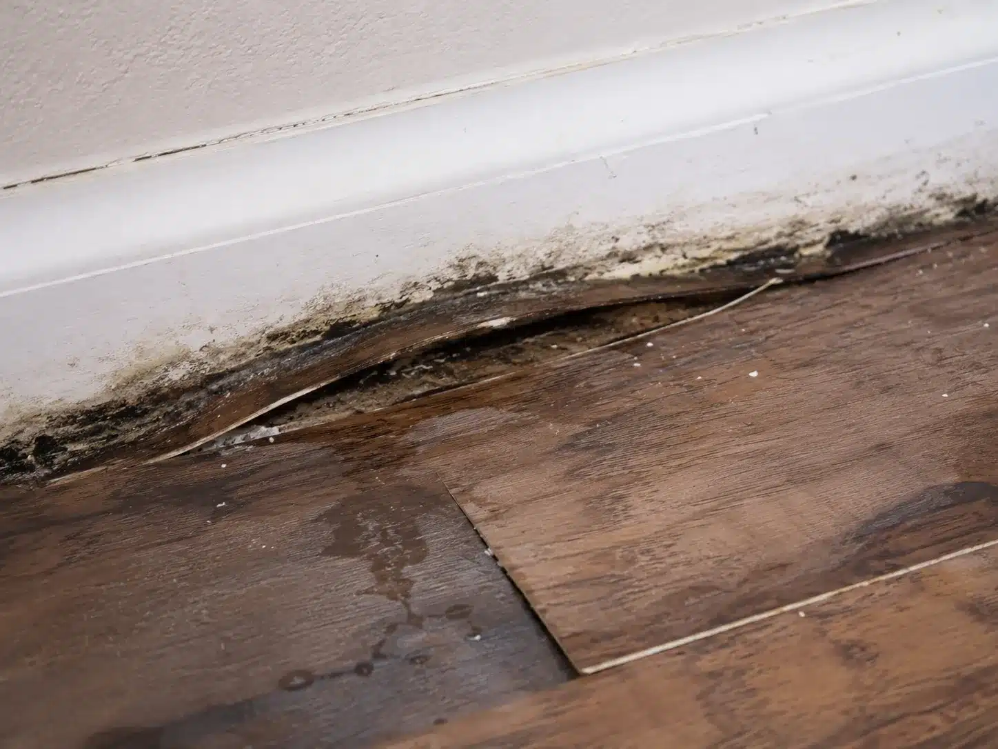 Mold beneath warped flooring and a water-damaged baseboard